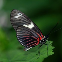 Красивые бабочки (20 фото) 6