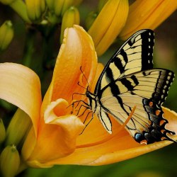 Красивые бабочки (20 фото) 19