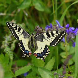 Красивые бабочки (20 фото) 9