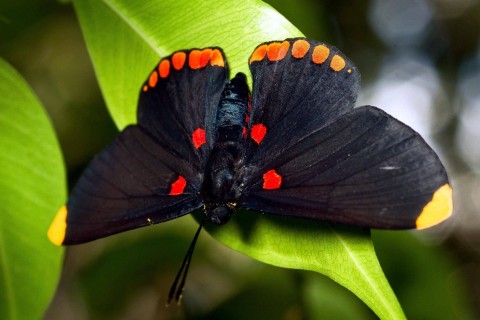 Красивые бабочки (20 фото)