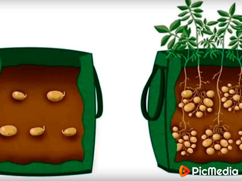 Как выращивать картошку в мешках?