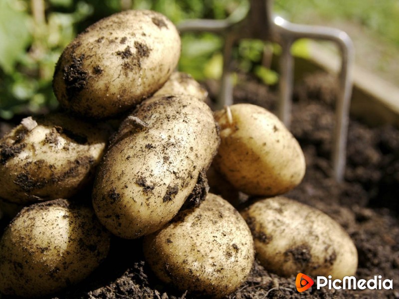Девять советов для высокого урожая картофеля
