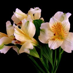 Austeria flowers (25 photos) 14