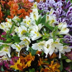 Austeria flowers (25 photos) 1