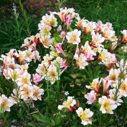 Austeria flowers (25 photos) 21