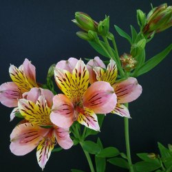Austeria flowers (25 photos) 5