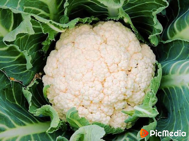 12 особенностей выращивания цветной капусты