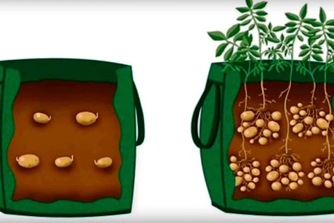 Как выращивать картошку в мешках?