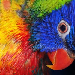 Art parrots 44