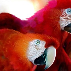 Art parrots 37