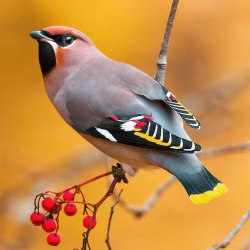 Красивые птицы (60 фото) 10