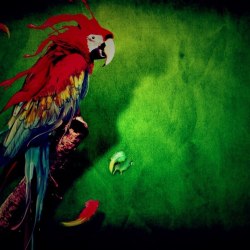Art parrots 29