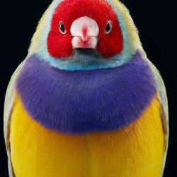 Красивые птицы (60 фото) 55