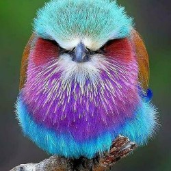 Красивые птицы (60 фото) 19