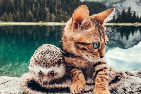 Kitten and hedgehog (20 photos)
