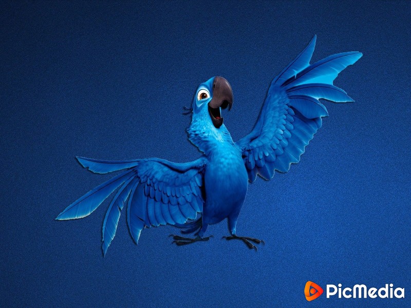 Art parrots