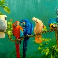 Art parrots 11