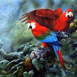 Art parrots 32