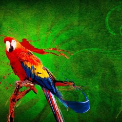 Art parrots 0