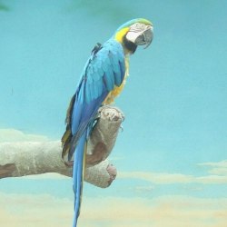 Art parrots 16