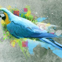Art parrots 27