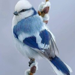 Красивые птицы (60 фото) 0