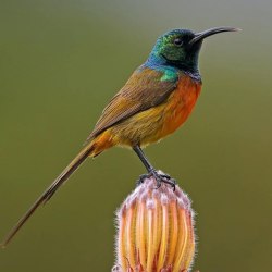 Красивые птицы (60 фото) 29