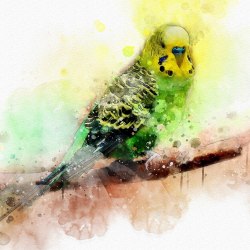 Art parrots 26