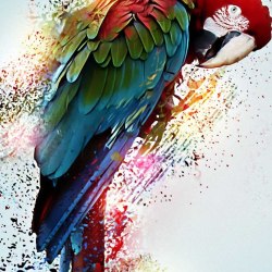 Art parrots 15