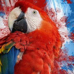 Art parrots 19