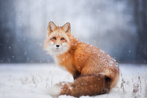 Красивые лисички
