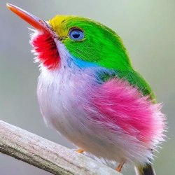 Красивые птицы (60 фото) 26