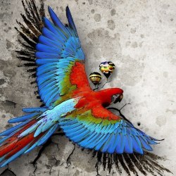 Art parrots 22