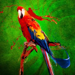 Art parrots 13