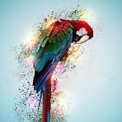 Art parrots 38