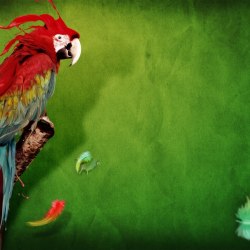 Art parrots 8