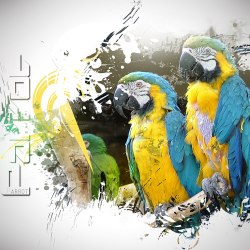 Art parrots 40