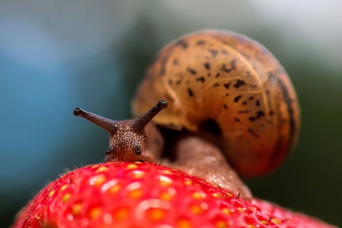 Beautiful snails (20 photos)