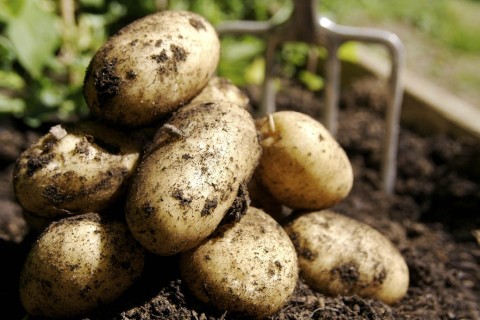 Nine tips for a high potato harvest