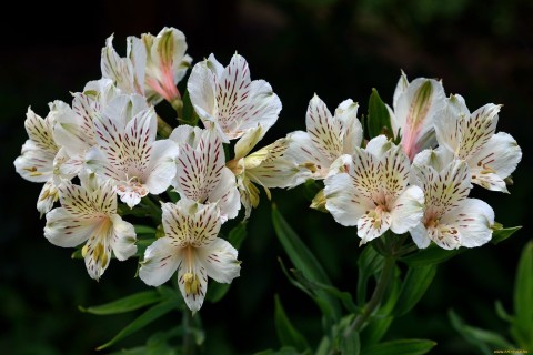 Austeria flowers (25 photos)